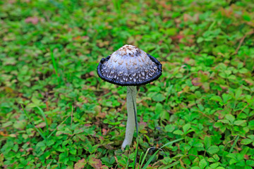 mushrooms in the green lawn
