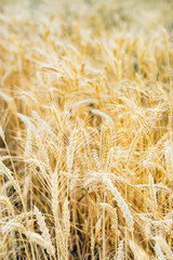 Wheat Field Ears Golden Wheat. Rich harvest Concept.