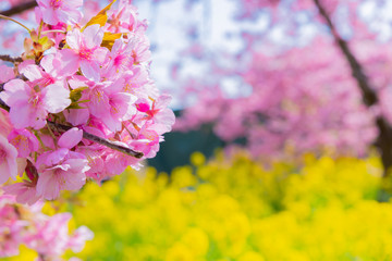 静岡県賀茂郡河津町　河津桜　河津桜まつり