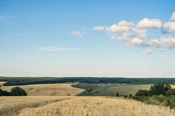 Fototapeta premium Wheat Field Ears Golden Wheat. Rich harvest Concept.