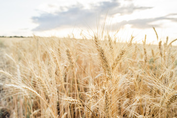 Wheat Field Ears Golden Wheat. Rich harvest Concept.