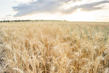 Wheat Field Ears Golden Wheat. Rich harvest Concept.