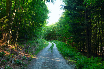 Walkway Lane Path With Green Trees in Forest. Beautiful Alley In Park. Pathway Way Through Dark Forest