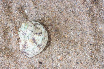 Sea shell in the sand. View from above.