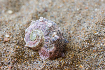 Sea shell in the sand. View from above.