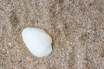 Sea shell in the sand. View from above.