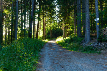 Walkway Lane Path With Green Trees in Forest. Beautiful Alley In Park. Pathway Way Through Dark Forest