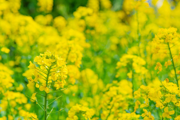 菜の花畑