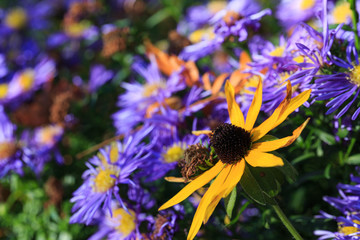 Blaue und gelbe Blumen in Wiese