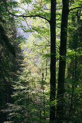natural forest trees canopy with green foliage in summer
