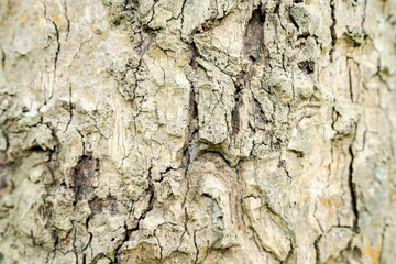 Closeup of the shell surface of the tree. See the pattern clearly
