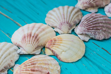 Seashells on a blue wooden background. View from above.