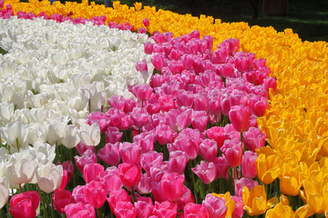 Bright tulips in white, pink and orange.