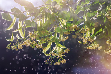 Flowers of large-leaved linden in the rays of the setting sun