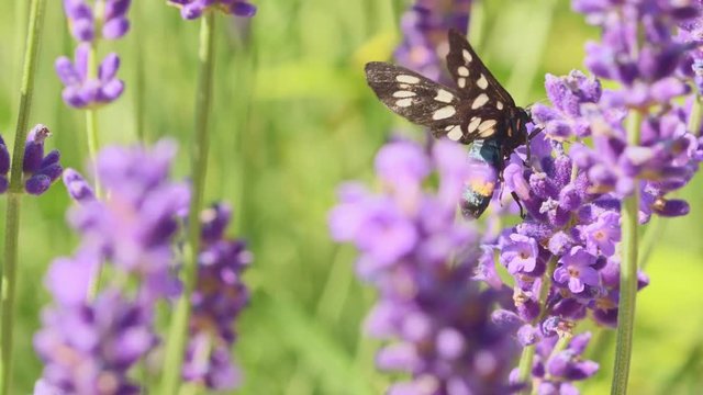 Orange butterfly (Vanessa Cardui) and bee on the lavender flower. Purple aromathic blossom with insect animals. Summer weather, vibrant colors. Ecology garden concept.