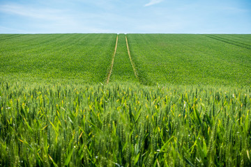 Fahrspuren im grünen Kornfeld