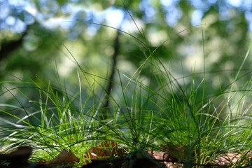 Bright green grass in the forest
