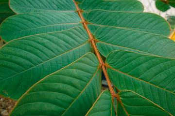 Creative layout made of green leaves. Flat lay. Nature background form Senna alata at phuket thailand