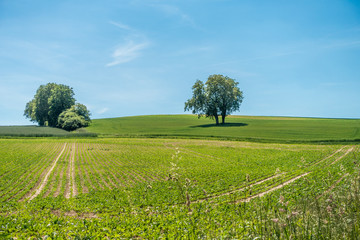 Obstbäume im Feld im Sommer