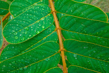 Creative layout made of green leaves. Flat lay. Nature background form Senna alata at phuket thailand