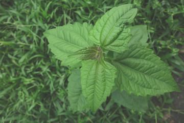 Creative layout made of green leaves. Flat lay. Nature background from Chromolaena odorata at phuket thailand