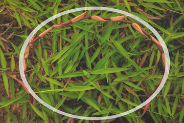 green grass natural background texture  top view at phuket thailand