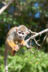 Cute monkey portrait