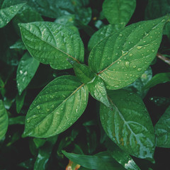 Creative layout made of green leaves. Flat lay. Nature background at phuket thailand