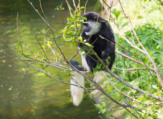 young baby Mantled guereza monkey also named Colobus guereza eating tree leaves, climbing tree branch over the water, natural sunlight, copy space