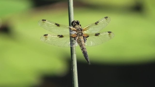 libellula
