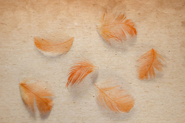 Beautiful abstract close up color brown and orange feathers on the brown and white isolated paper background and wallpaper