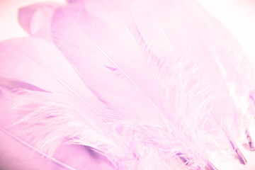Fototapeta na wymiar Beautiful abstract close up color white purple and pink feathers background and wallpaper