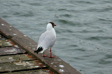 Segull sitting at the edge of the seaside