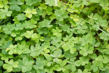 Obraz premium Four-leaf clovers