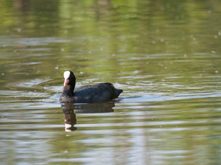 Close up portrait of Eurasian coot Fulica atra, also known as the common coot with swimming in the water of green pond