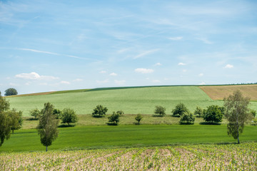 Fototapeta premium BaumGrundstück mit Obstbäumen im Sommer
