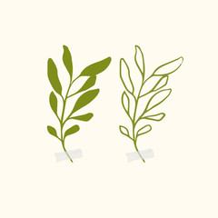 Vector botanic illustrations. Botanical clipart. Set of Green branches. Floral Herb Design elements. 
