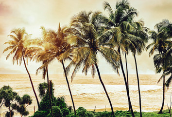 Palm trees at sunset light. Goa. India vintage style photo. Instagram filter.Serenity tropical beach.