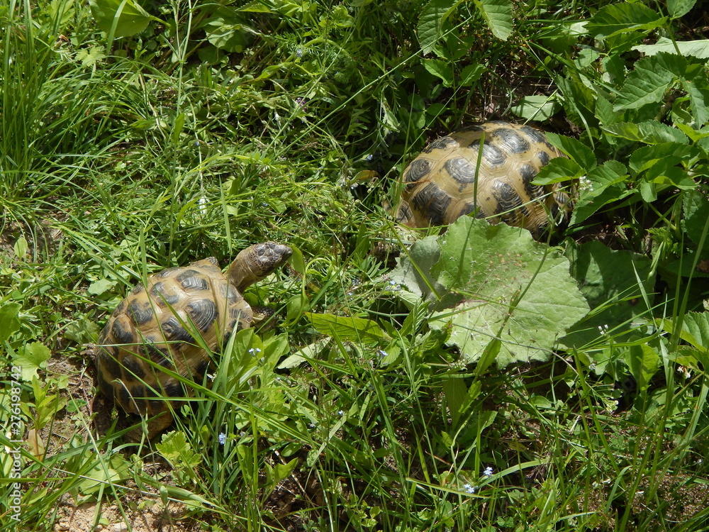 Wall mural Two cute turtles are walking on the green grass