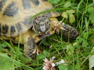 Naklejka premium Turtle head closeup on grass background