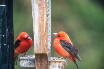 Scarlet Tanager bird perched, soft de-focused background 