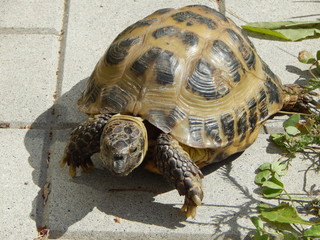 One turtle close-up goes along the path, summer