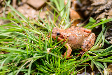 Brown agile frog between vegetation. Rana Dalmatina is a European species