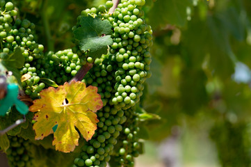 Viññedo