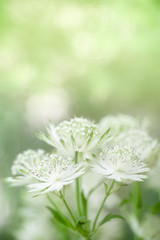 Close up of cute and beauty mini white and green flower on blurred greenery background natural plants landscape, ecology wallpaper concept.