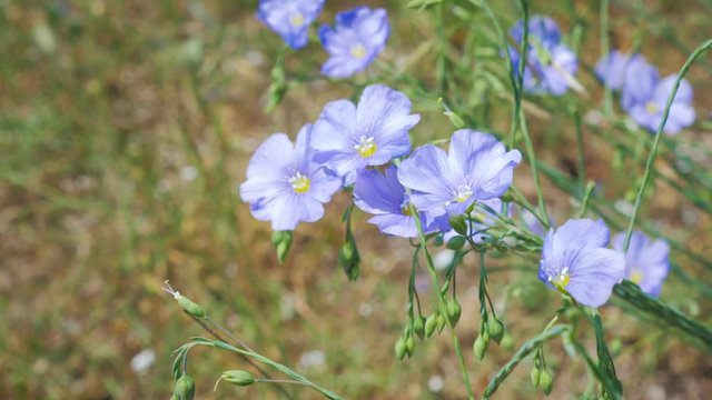Flax flowers swaying in the wind in a mountain meadow. Close up.