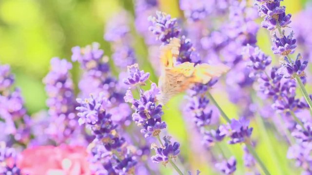 Orange butterfly (Vanessa Cardui) and bee on the lavender flower. Purple aromathic blossom with insect animals. Summer weather, vibrant colors. Ecology garden concept.