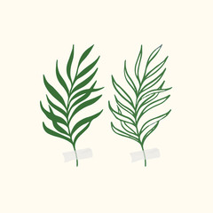 Vector botanic illustrations. Botanical clipart. Set of Green branches. Floral Herb Design elements. 