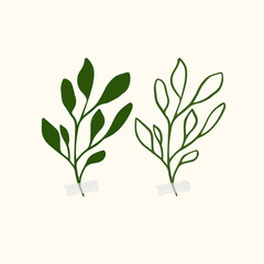 Vector botanic illustrations. Botanical clipart. Set of Green branches. Floral Herb Design elements. 