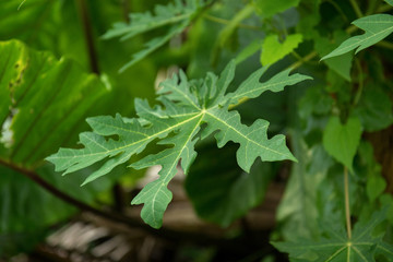 Green papaya leave in jungle